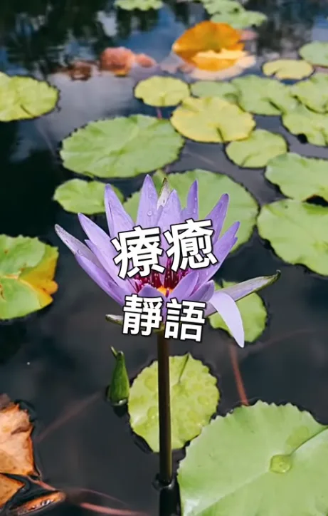 療癒靜語｜花開見靜