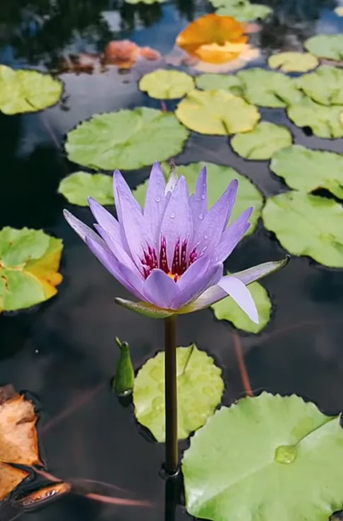 療癒靜語｜花開見靜心