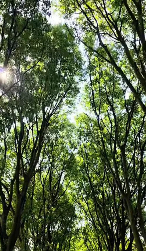 療癒靜語｜風過心自靜